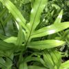 Varen - Wart Fern 3G (microsorum scolopendrium)