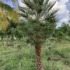 Copernicia Alba   p/mtr stam