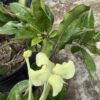 Brunfelsia americana - Lady of the night 3G