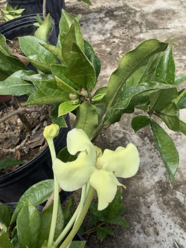 Brunfelsia americana - Lady of the night 3G