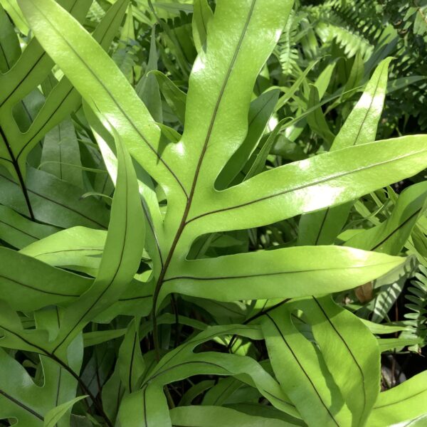 Varen - Wart Fern 1G (microsorum scolopendrium)