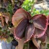 Acalypha Wilkesiana curly 3G (Copperleaf)