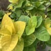 Café con leche 3G  (Pseuderanthemum - Atropurpureum Variegated)