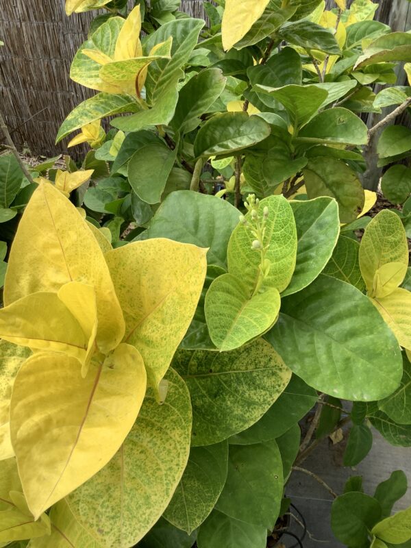 Café con leche 3G  (Pseuderanthemum - Atropurpureum Variegated)