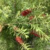 Bottlebrush 25G