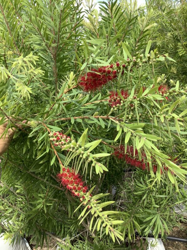 Bottlebrush 25G