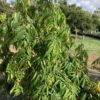Ashoka Tree 15G (Polyalthia Longifolia)