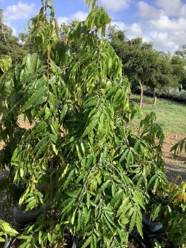 Ashoka Tree 15G (Polyalthia Longifolia)