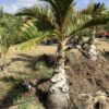 Bottle Palm p/mtr