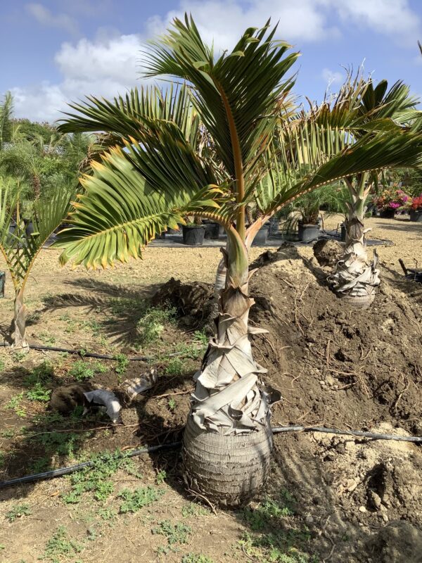 Bottle Palm p/mtr