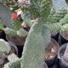 Opuntia Vulgaris 3G  Mickey mouse cactus