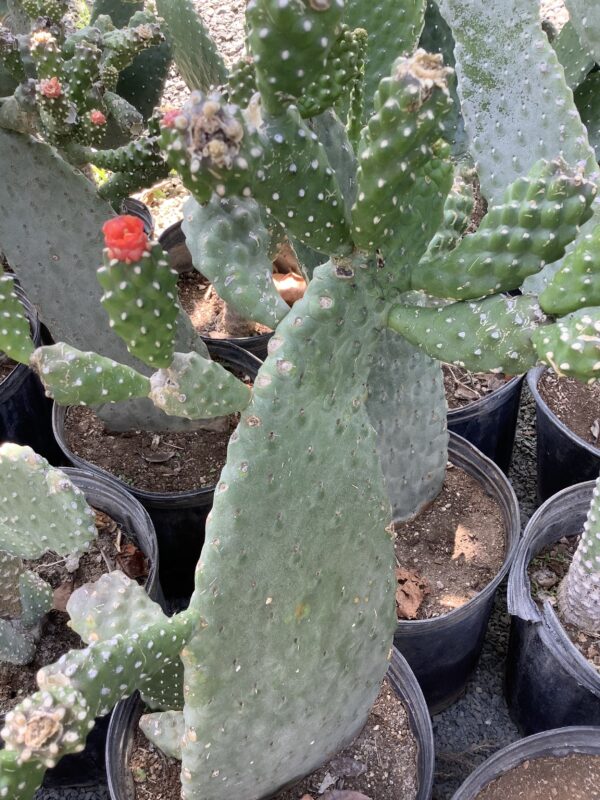 Opuntia Vulgaris 3G  Mickey mouse cactus