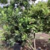 Clusia Pitch Apple 25G