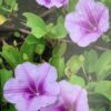 Beach morning glory 1G (Beachcreeper) (Ipomoea pes-caprae)