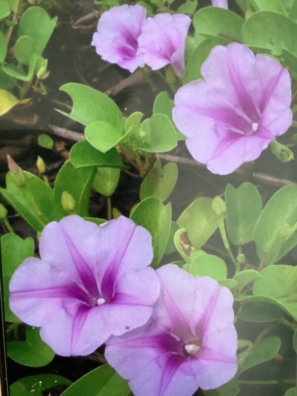 Beach morning glory 1G (Beachcreeper) (Ipomoea pes-caprae)