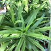 Dracaena Groen 3G