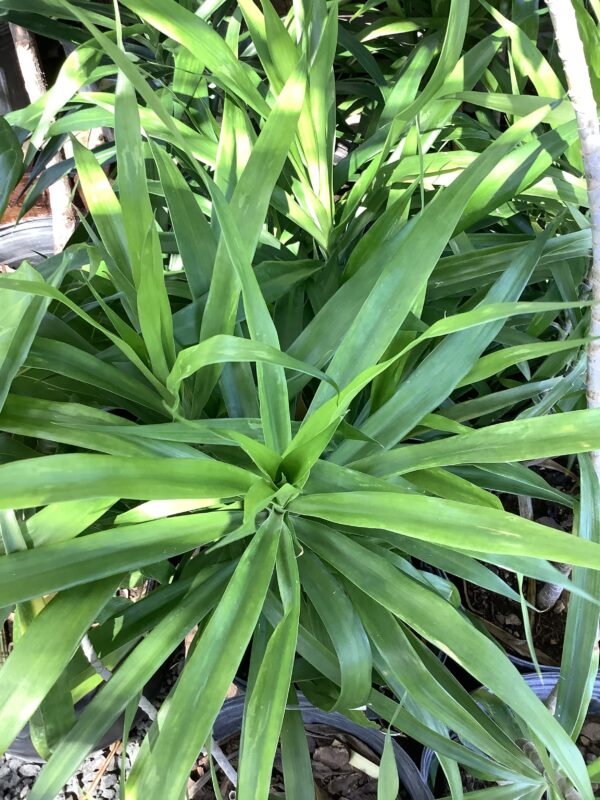Dracaena Groen 3G
