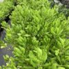Beach Naupaka 3G (Scaevola frutescens) Sea lettuce - Beach Cabbage