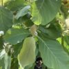Teak boom ( Tectona Grandis ) 15G