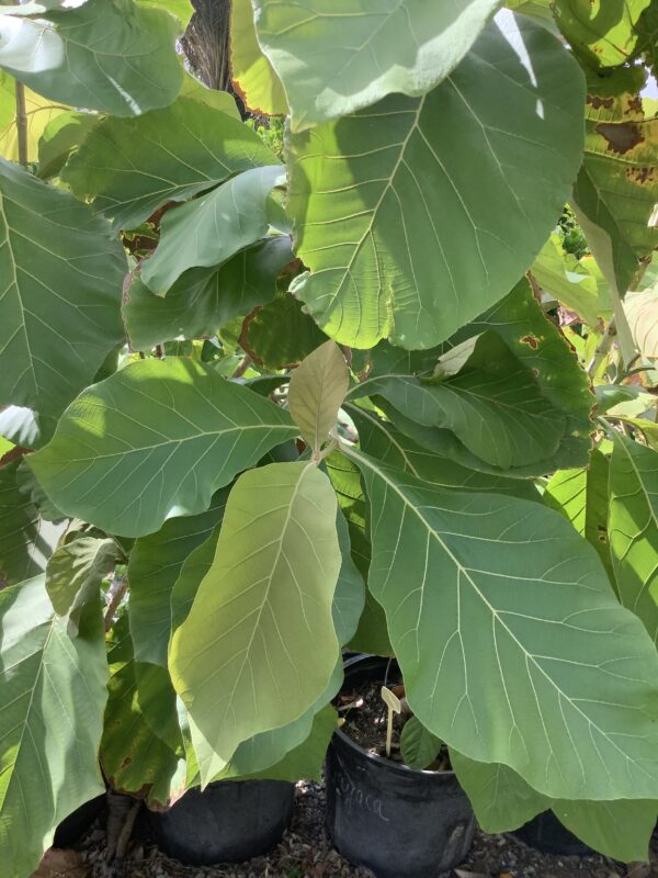 Teak boom ( Tectona Grandis ) 15G