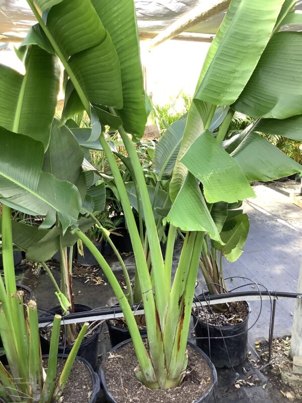 Travelers palm 15G (Ravenela Madagascariensis)