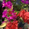 Bougainvillea 3G (Bougainvillea)