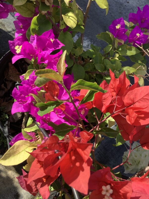Bougainvillea 3G (Bougainvillea)