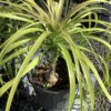 Ponytail 3G(Beaucarnea Recurvata)
