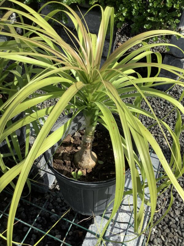 Ponytail 3G(Beaucarnea Recurvata)