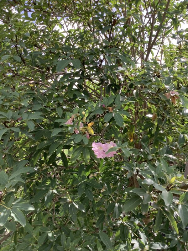 Trumpet Tree Pink - Tabebuia 25G