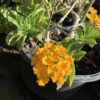 Lantana 1G (Lantana Camara)