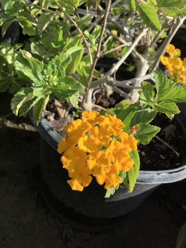 Lantana 1G (Lantana Camara)