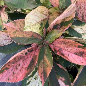Acalypha Wilkesiana  bont 3G (Copperleaf)