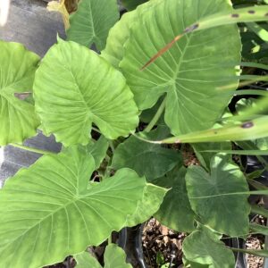 Alocasia 3G (Odora California) Elephant ear