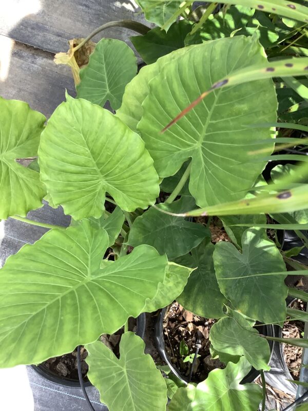 Alocasia 3G (Odora California) Elephant ear