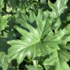 Philodendron Selloum 3G (Philodendron bipinnatifidum)