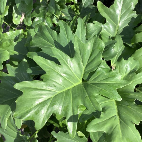Philodendron Selloum 3G (Philodendron bipinnatifidum)