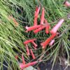 Fire Cracker 3G div. kleuren (Russelia Equisetiformis)