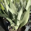 Sansieveria Trifasciata grijs 3G