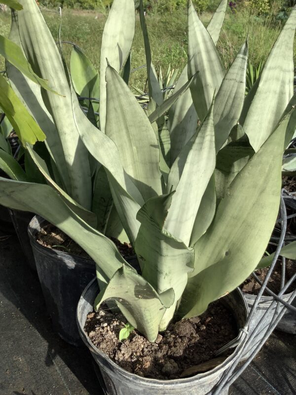Sansieveria Trifasciata grijs 3G
