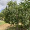 Trumpet Tree Silver - Tabebuia 3G