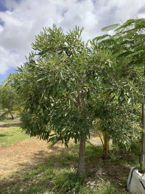 Trumpet Tree Silver - Tabebuia 3G