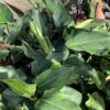 Philodendron Congo Green 3G
