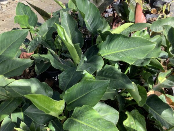 Philodendron Congo Green 3G