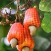 Cashew 15G (Anacardium Occidentale)