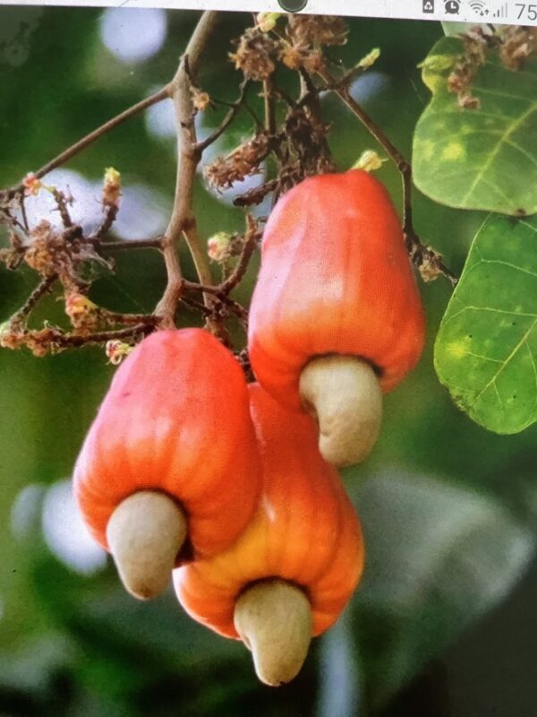 Cashew 15G (Anacardium Occidentale)