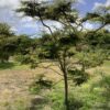 Black Olive Spiny p/mtr