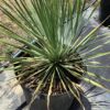 Yucca Rostrata 7G