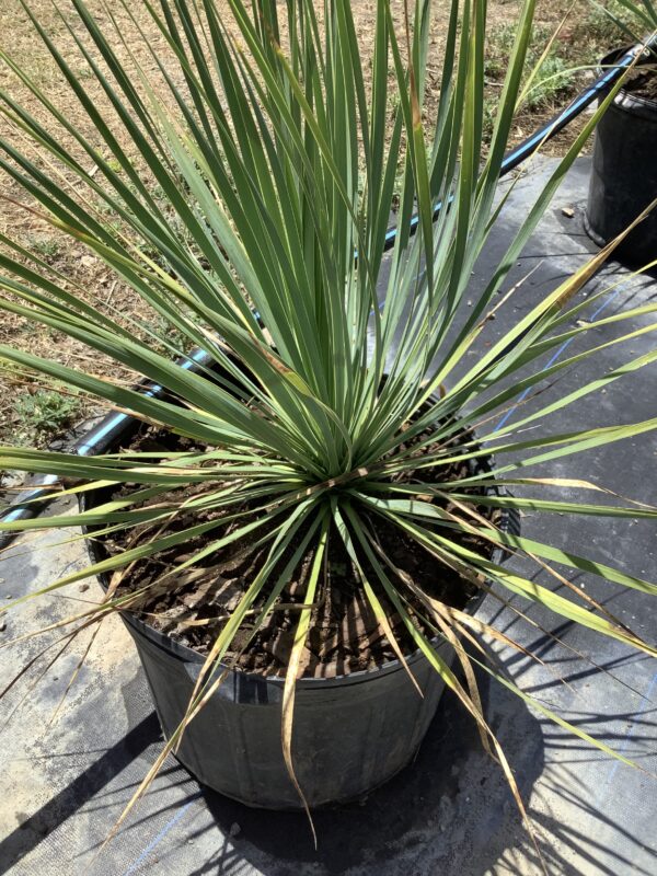 Yucca Rostrata 7G