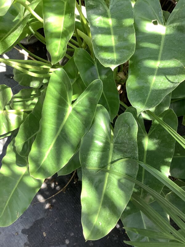 Philodendron Burle Marx 3G